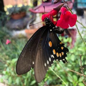 Meet your Posher, Ed